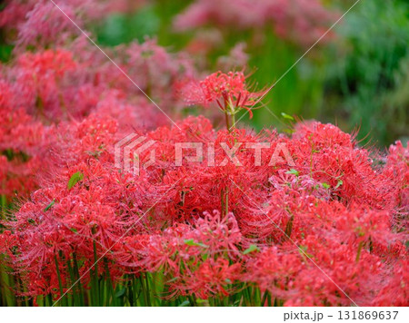 秋の彼岸花 131869637