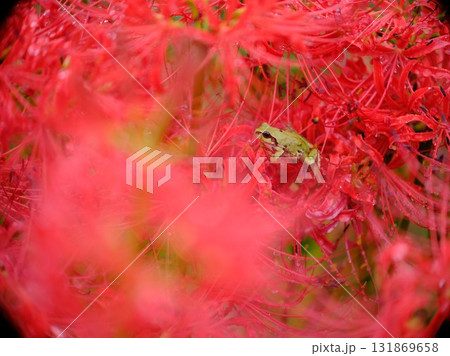 彼岸花に止まる蛙　カエル 131869658