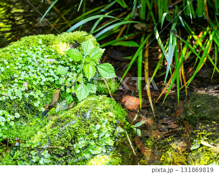 深大寺の夏の爽やかな景色　清涼な湧き水の清流 131869819