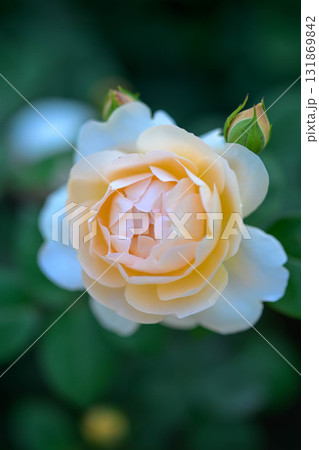 春薔薇の季節 131869842
