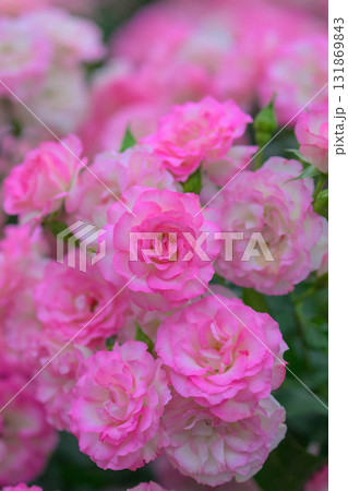 春薔薇の季節 131869843