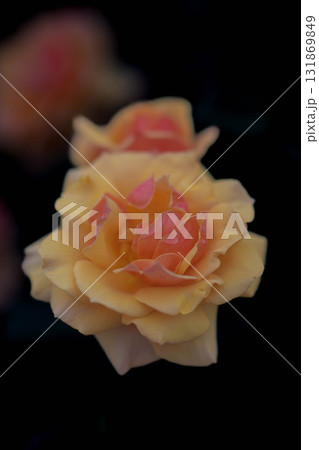 春薔薇の季節 131869849