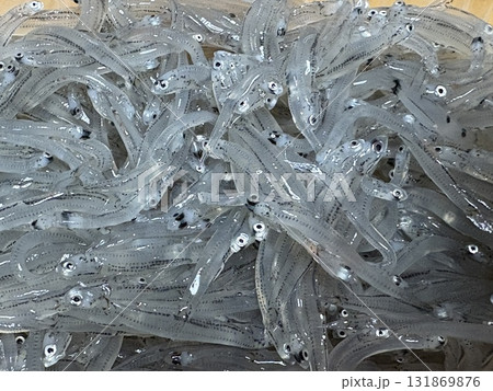 秋が旬の湘南シラス_湘南シラス_しらす_生シラス_生しらす 131869876