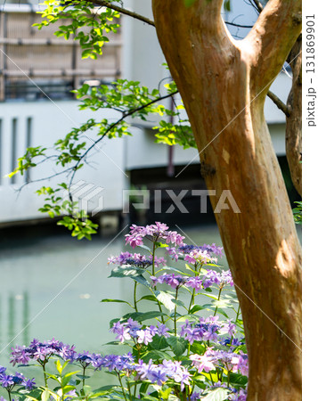 深大寺の夏の爽やかな景色　水辺にしっとりと咲くアジサイ 131869901