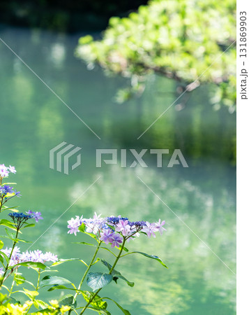 深大寺の夏の爽やかな景色 水辺にしっとりと咲くアジサイ 深大寺の夏の爽やかな景色 水辺にしっとりと咲くアジサイ 131869903