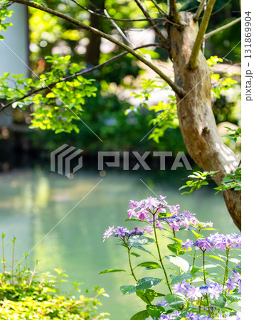深大寺の夏の爽やかな景色　水辺にしっとりと咲くアジサイ 131869904