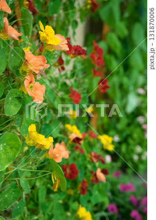 庭の壁の花 庭の壁の花 131870006