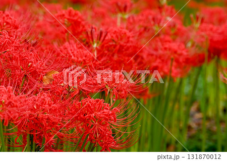 真っ赤な彼岸花 真っ赤な彼岸花 131870012