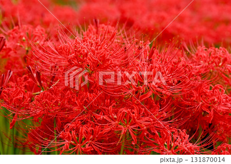 真っ赤な彼岸花 真っ赤な彼岸花 131870014