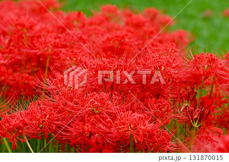 真っ赤な彼岸花 131870015