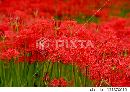 真っ赤な彼岸花 131870016