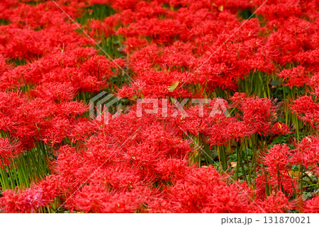 真っ赤な彼岸花 真っ赤な彼岸花 131870021
