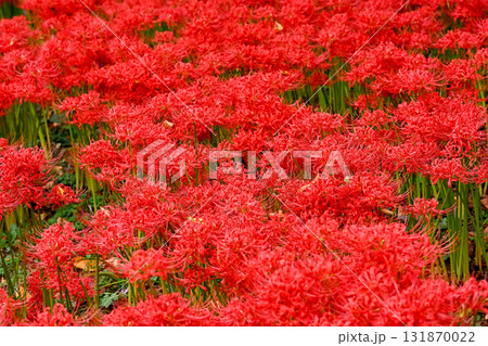 真っ赤な彼岸花 131870022
