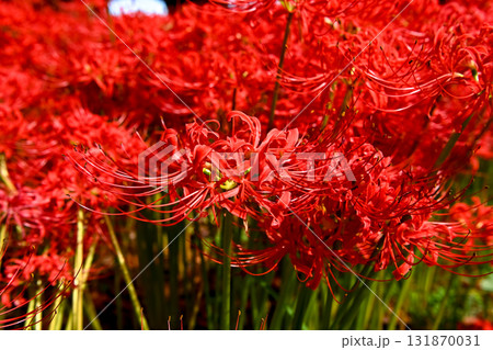 真っ赤な彼岸花 131870031