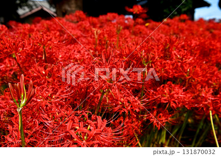 真っ赤な彼岸花 131870032