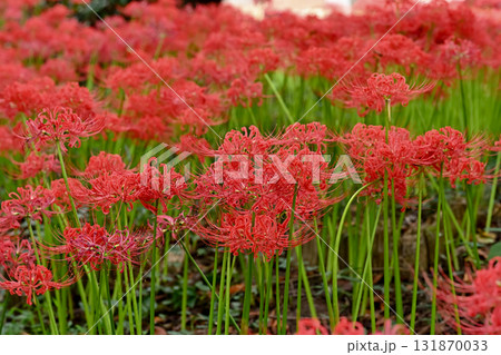 真っ赤な彼岸花 131870033
