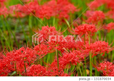 真っ赤な彼岸花 131870034