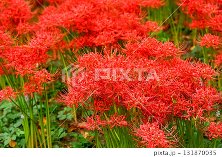 真っ赤な彼岸花 131870035