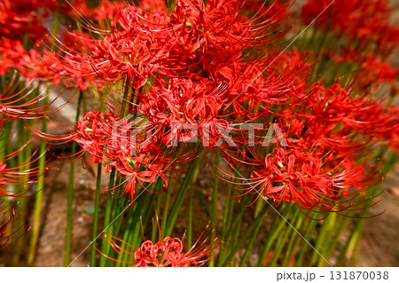 真っ赤な彼岸花 131870038