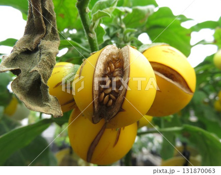 ゴールデンエッグ 131870063