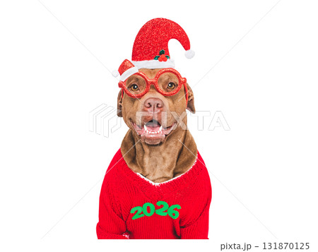 Merry Christmas and Happy New Year. Cute dog 131870125