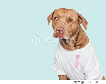Cute dog and Pink Awareness Ribbon. Express moral support 131870130