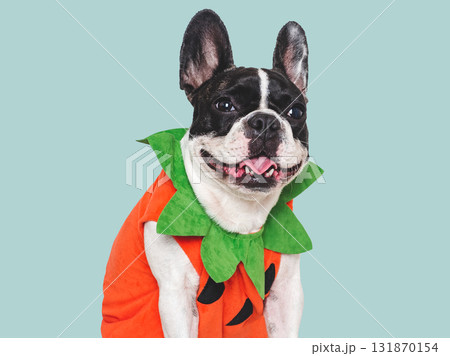Happy Halloween. Charming puppy and Halloween costume Happy Halloween. Charming puppy and Halloween costume 131870154