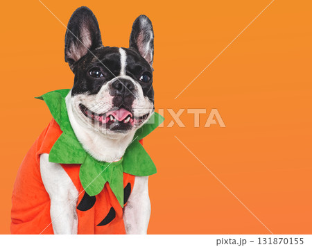 Happy Halloween. Charming puppy and Halloween costume Happy Halloween. Charming puppy and Halloween costume 131870155