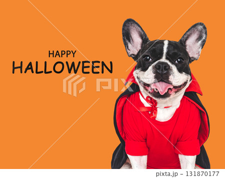 Happy Halloween. Charming puppy and congratulatory inscription 131870177