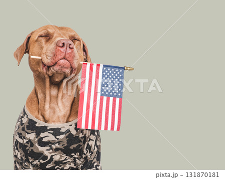 Cute dog, American Flag and military shirt. Studio shot 131870181