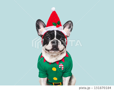 Cute puppy and Christmas elf costume. Studio shot 131870184