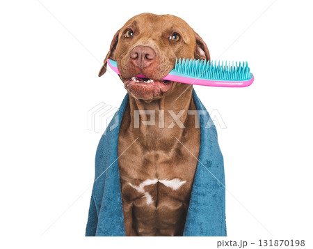 Cute brown dog, blue towel and hairbrush 131870198