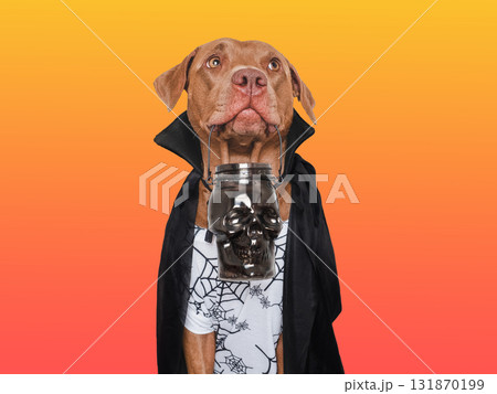 Charming, lovable brown dog and Count Dracula costume Charming, lovable brown dog and Count Dracula costume 131870199