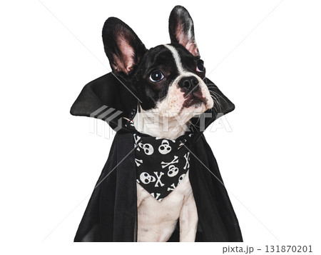Happy Halloween. Charming puppy and Count Dracula costume 131870201