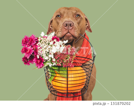 Cute brown dog, red scarf and ripe pumpkin Cute brown dog, red scarf and ripe pumpkin 131870202