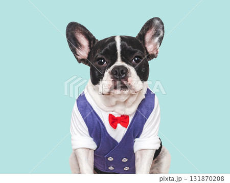 Cute puppy, white shirt and red bow tie Cute puppy, white shirt and red bow tie 131870208