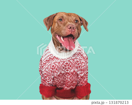 Cute dog and red warm knitted sweater 131870213