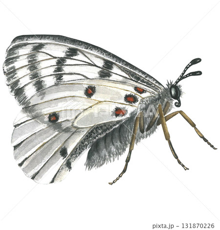 White butterfly, side view, watercolor illustration isolated on transparent background 131870226