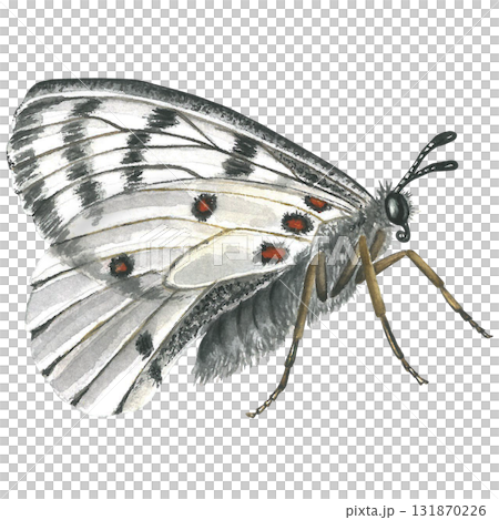 White butterfly, side view, watercolor illustration isolated on transparent background 131870226
