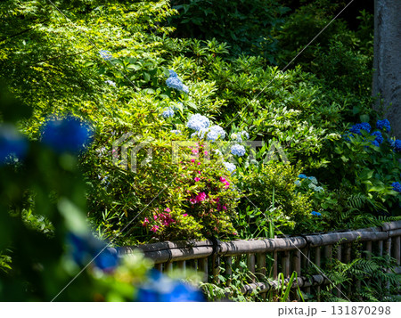 深大寺の夏の爽やかな景色　しっとりと咲くアジサイ 131870298
