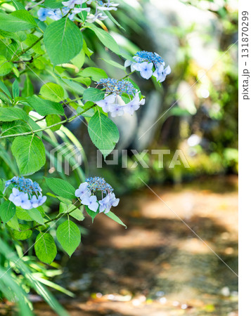 深大寺の夏の爽やかな景色　しっとりと咲くアジサイ 131870299