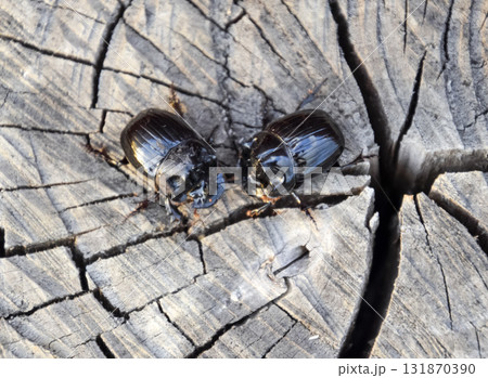 A rhinoceros beetle on a cut of a tree stump. A pair of rhinoceros beetles A rhinoceros beetle on a cut of a tree stump. A pair of rhinoceros beetles 131870390