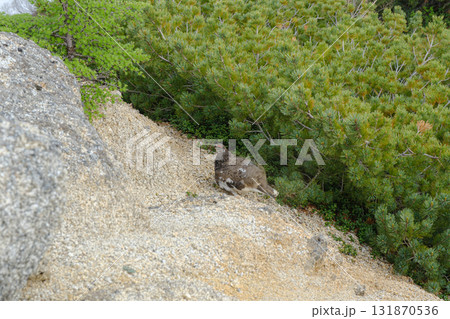 初夏の燕岳 初夏の燕岳 131870536