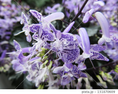 プレクトランサス プレクトランサス 131870609