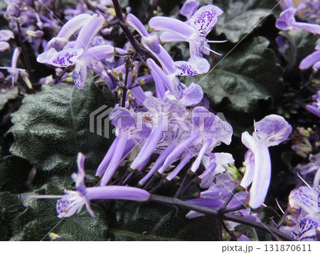 プレクトランサス プレクトランサス 131870611