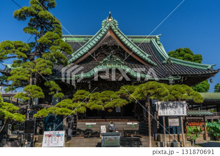 葛飾柴又帝釈天の帝釈堂と見事な松の木 131870691