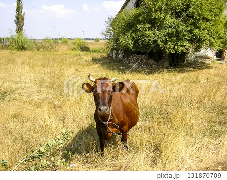 Brown cow on the pasture 131870709