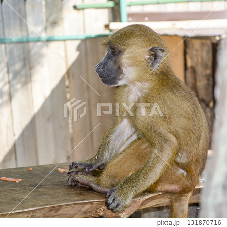 Monkey in the zoo. small brown monkey. 131870716