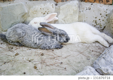 Two rabbits lie and rest. rabbit in the zoo. 131870718