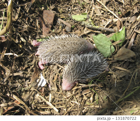 Hedgehog. The prickly mammal is a hedgehog. Hedgehog. The prickly mammal is a hedgehog. 131870722